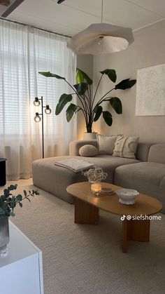 a living room with a couch, coffee table and plant in the corner by the window