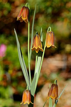 three orange flowers with green stems in the foreground