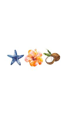 three starfishs and two coconuts on a white background