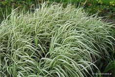 some very pretty green plants in the grass