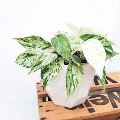 a potted plant sitting on top of a wooden crate