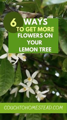 lemon tree with white flowers and the words 6 ways to get more flowers on your lemon tree