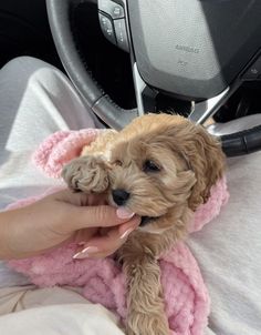 a person is holding a small dog in their lap while sitting on a car seat