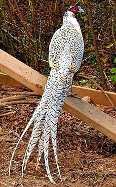 a white and black bird standing on top of dry grass next to trees in the woods