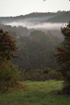 the fog is covering the trees and grass in the distance, as seen from an open field