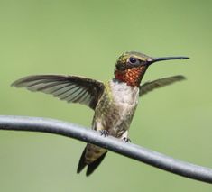 a hummingbird perches on a wire with its wings spread out and it's beak open