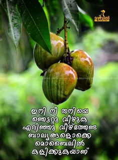 some fruit hanging from a tree with the words, good morning written in two languages