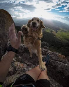 a dog is standing on top of a mountain with his paws up in the air