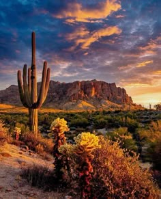 a cactus in the desert with mountains in the background