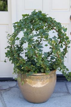 a potted plant with green leaves in front of a door