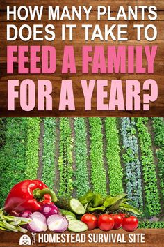 the cover of how many plants does it take to feed a family for a year?