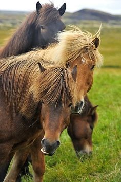 two horses standing next to each other on a lush green field