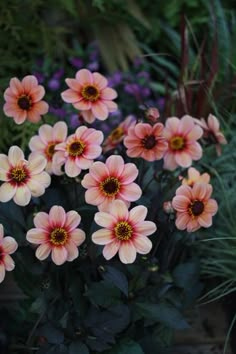 a bunch of flowers that are in the grass