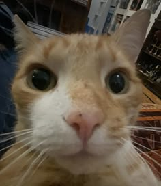 an orange and white cat looking at the camera