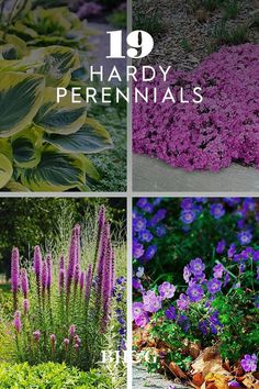 purple flowers and green plants with the words, 19 hardy perennials on them