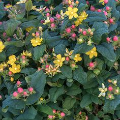 small yellow and pink flowers growing on the side of a road in front of some green leaves