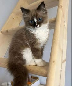 a cat sitting on top of a wooden ladder