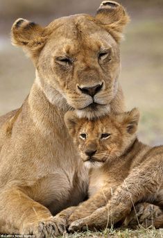 two young lions cuddle together on the ground in front of an advertisement for earthpix south africa