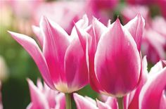 pink tulips are blooming in the sun on a sunny day with blurry background