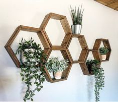 several wooden hexagonal shelves holding plants and potted plants on a white wall