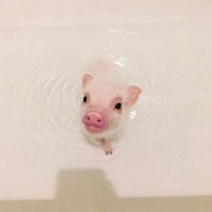 a small pig swimming in a bathtub filled with water