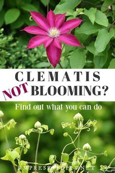 a pink flower with the words, clematis not blooming? find out what you can do