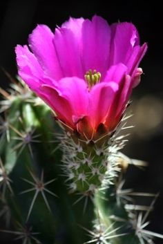 a pink flower on top of a green cactus