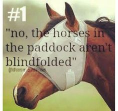 a brown horse with a white bridle on it's face and the words, no, the horses in the paddock aren't blindfolded