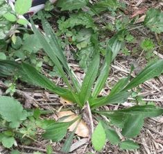 a bird is sitting on the ground next to some leaves and plants in the grass