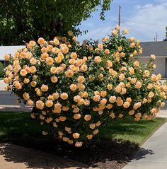 a bush full of yellow roses in front of a house