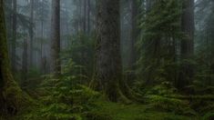 a forest filled with lots of tall trees covered in green mossy plants and ferns