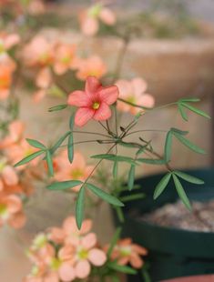 a pink flower is in a green pot