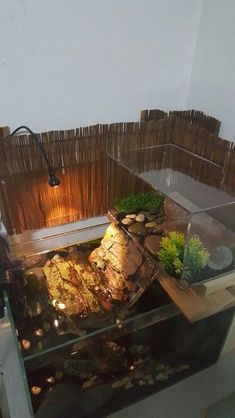 a fish tank filled with lots of different types of plants and rocks next to a wall