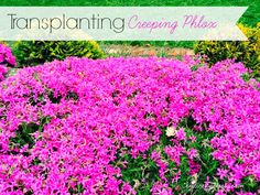 pink flowers in the grass with text overlay that reads, transsplanting creeping phloa