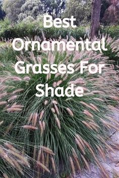 best ornamental grasses for shade Grass For Shady Areas, Grasses For Shade, Deer Resistant Shade Plants, Ornamental Grasses For Shade, Deer Resistant Landscaping, Shade Tolerant Grass, Plants For Shady Areas, Ornamental Grass Landscape, Tall Ornamental Grasses