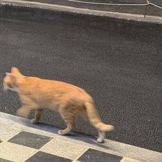 an orange cat walking across a street next to a black and white checkered floor