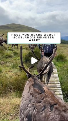 an animal that is standing on a wooden bridge with words above it reading have you heard about scotland's reindeer walk?