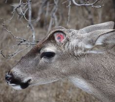 a close up of a deer with red eyes