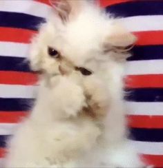 a small white cat sitting on top of a red, white and blue striped chair