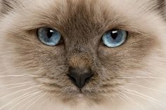 a close up of a cat with blue eyes