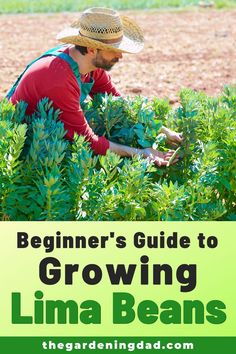 a man in a straw hat picking plants with the title beginner's guide to growing lima beans