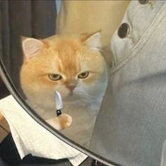 an orange and white cat looking at itself in a mirror with its reflection on it