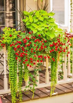 red and green plants are growing on the balcony railing, along with other greenery