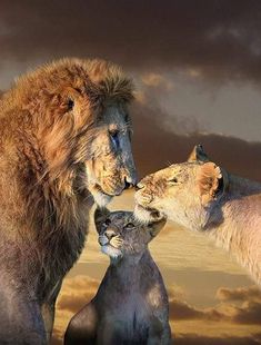 three lions standing next to each other in front of a cloudy sky