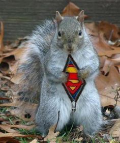 a squirrel with a superman badge on it's chest