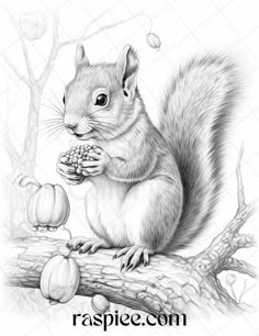 a black and white drawing of a squirrel eating an acorn