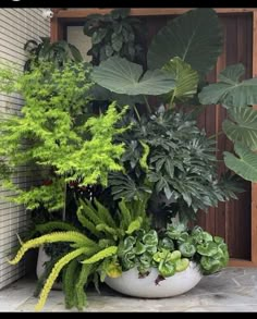 several different types of plants in white pots