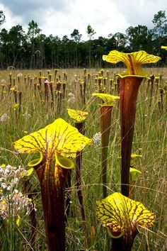 some very pretty yellow flowers in the middle of a grassy field with trees in the background