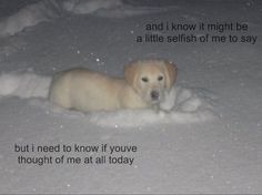 a dog is laying down in the snow