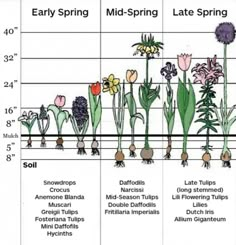 a chart showing the different types of flowers and plants that are blooming in spring